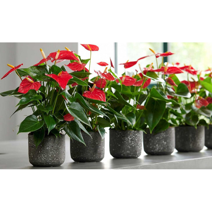 Антуриумы в Актобе