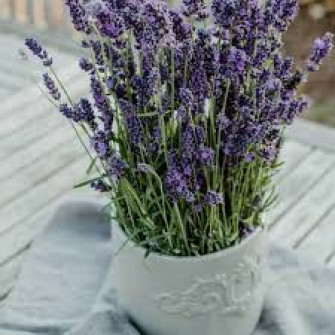 Лаванда в горшке