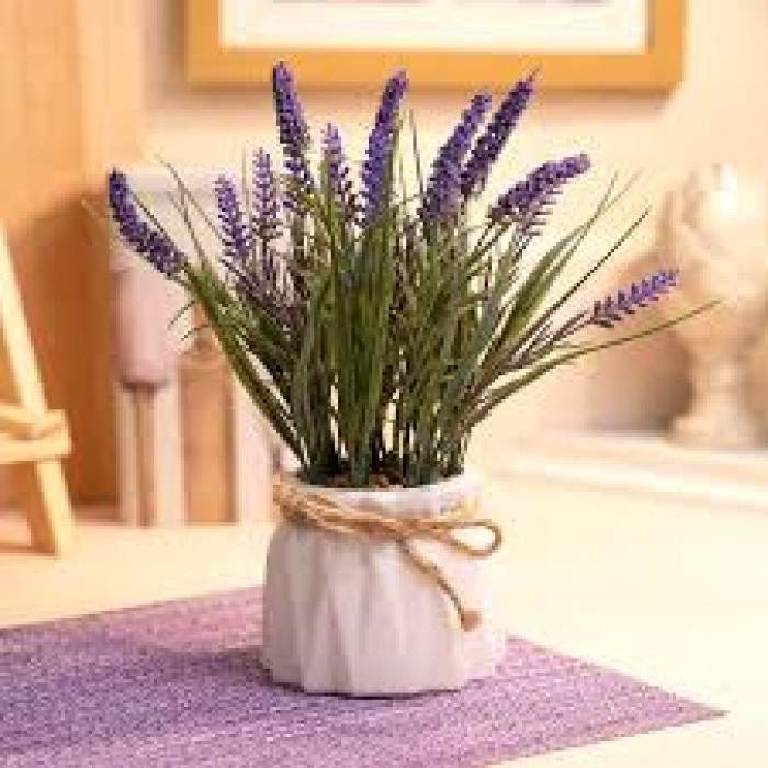 Лаванда в Актобе