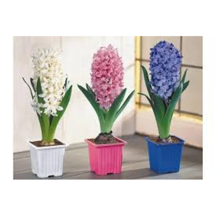 Гиацинты в Актобе