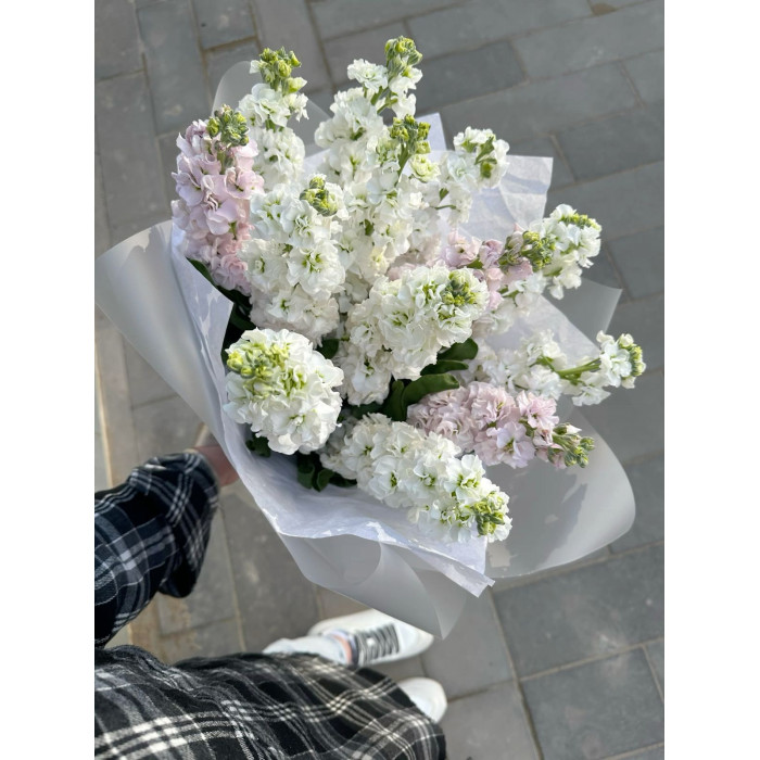 Маттиола в Актобе