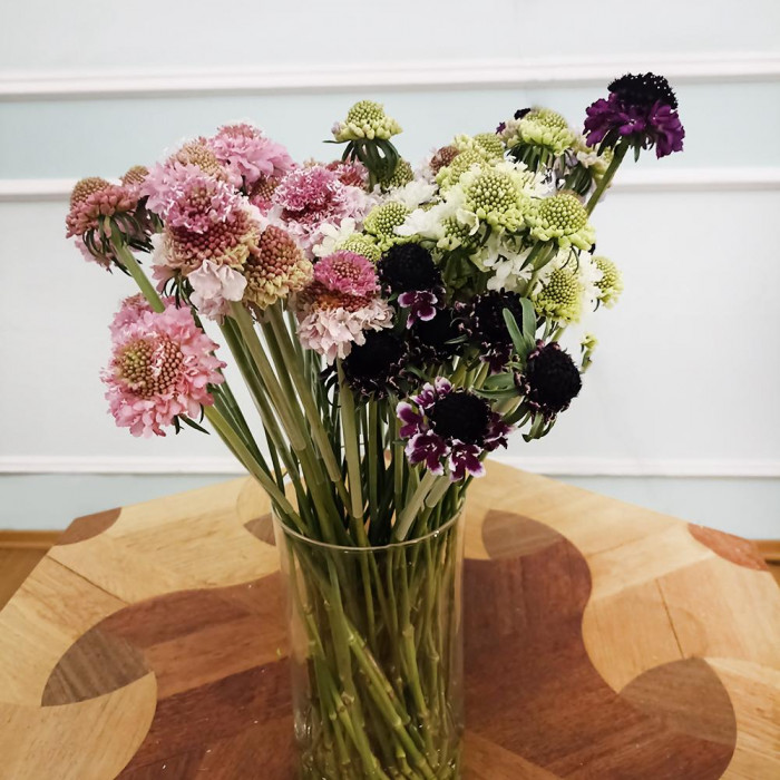 Скобиоза в Актобе