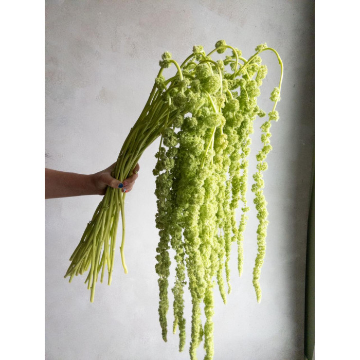 Амарантус в Актобе