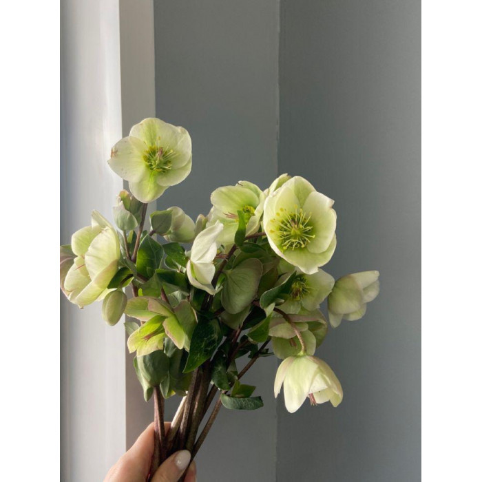 Хелеборус в Актобе