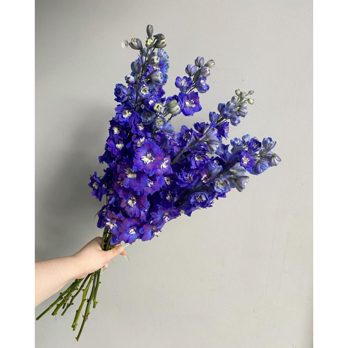 Делфиниум в Актобе