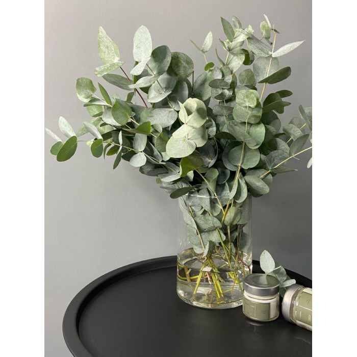 Эвкалипт в Актобе