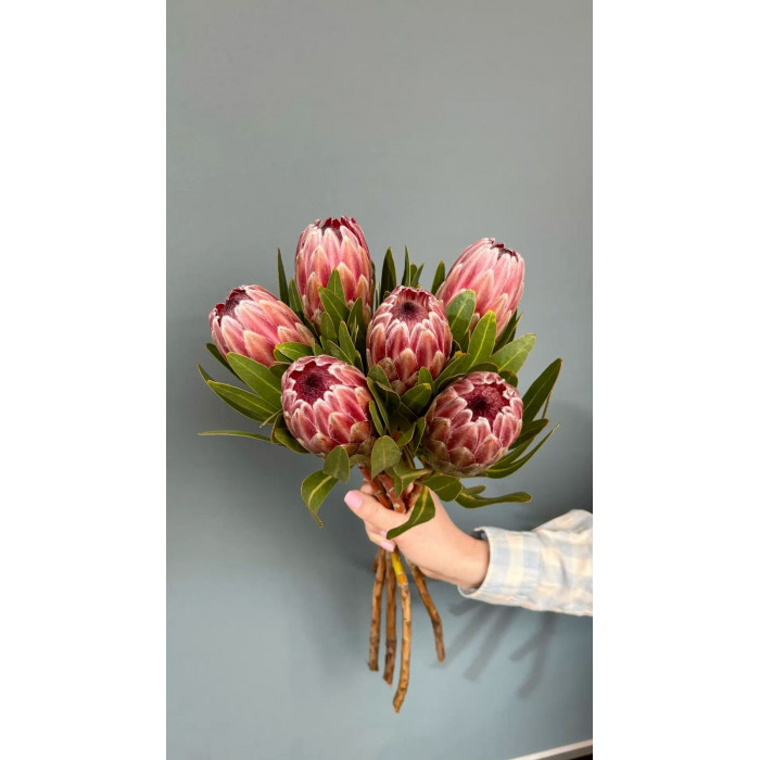 Протея в Актобе