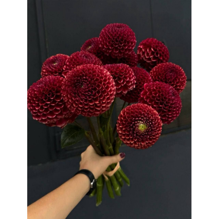 Георгины в Актобе