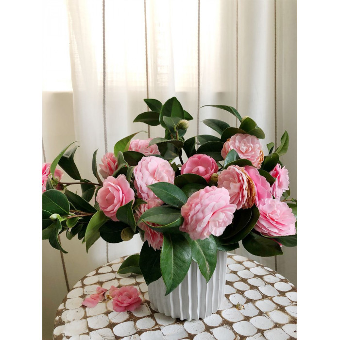 Камелия в Актобе