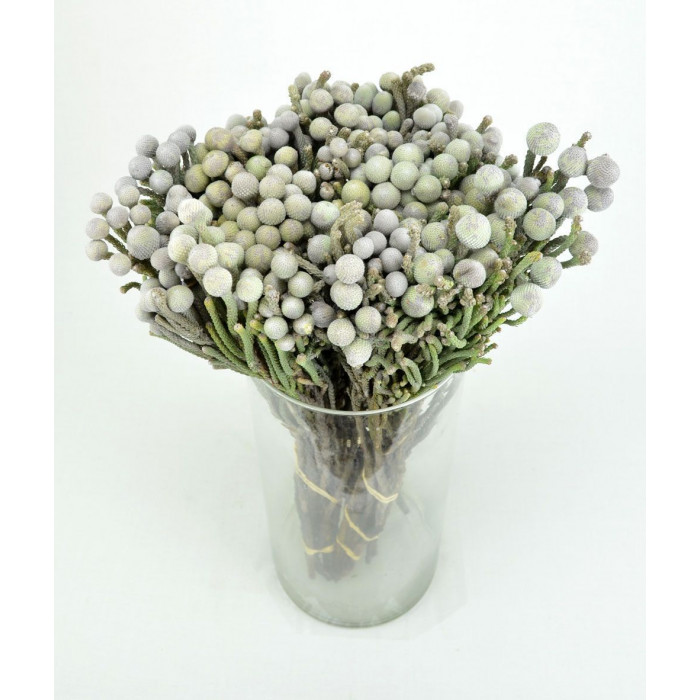 Бруния в Актобе