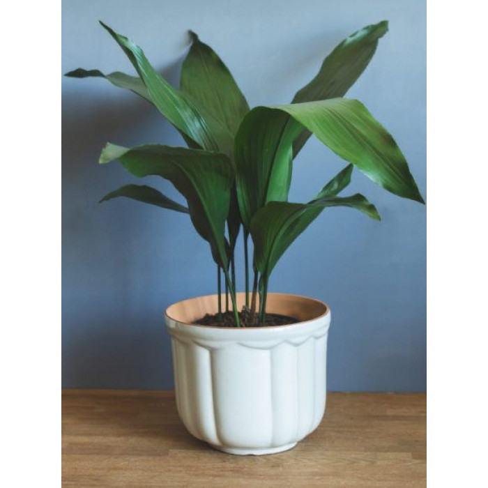 Аспидистра в Актобе