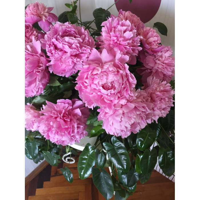 Пион древовидный в Актобе