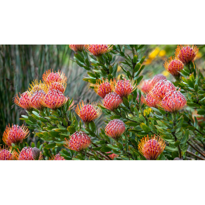 Леукоспермум в Актобе