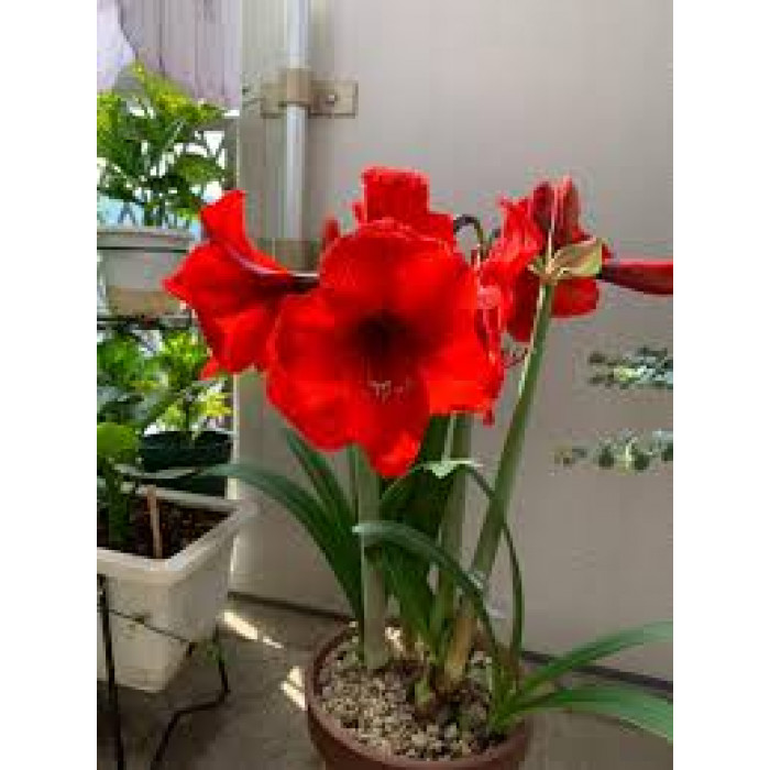 Амариллис в Актобе