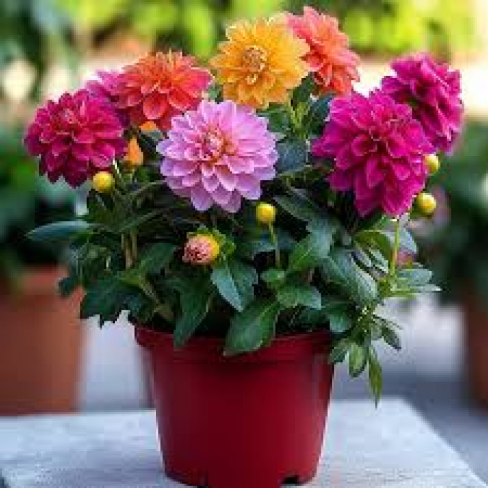 Георгины в Актобе