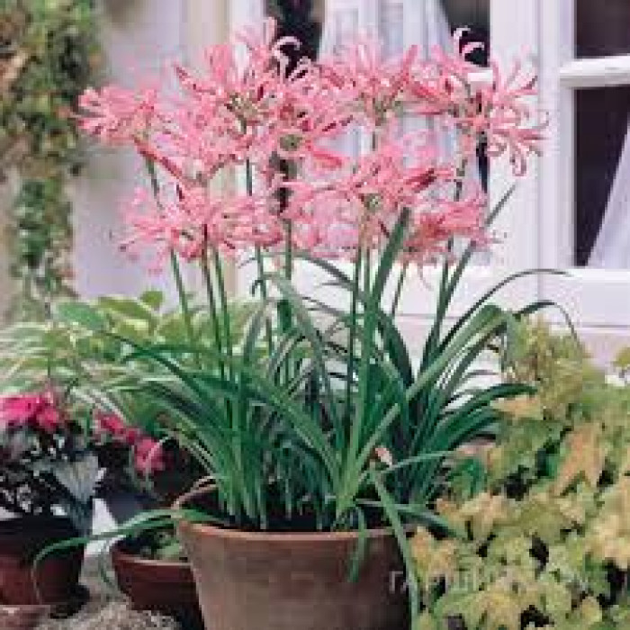 Нерине в Актобе