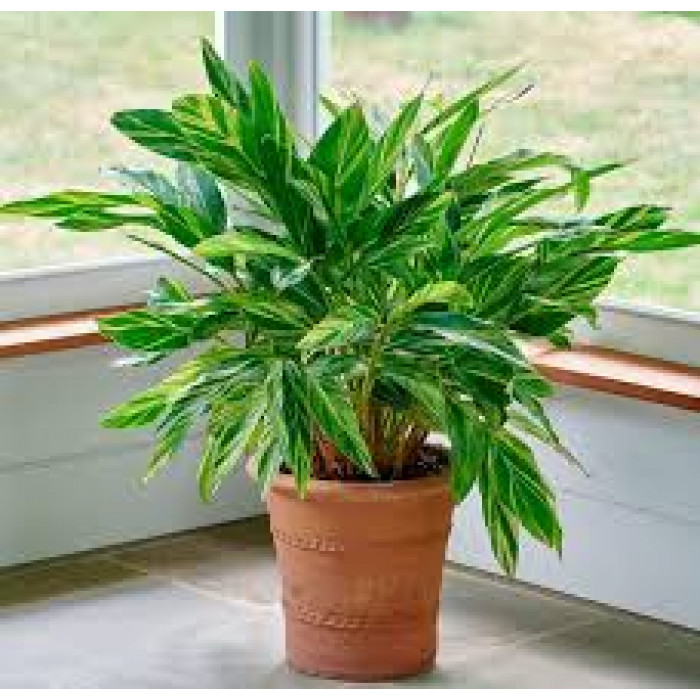 Альпиния в Актобе