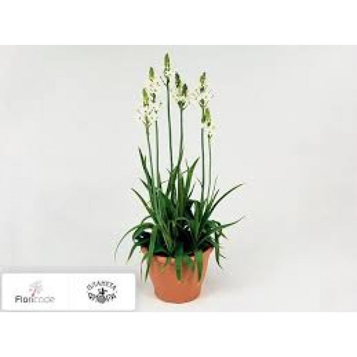 Орнитогалум в Актобе