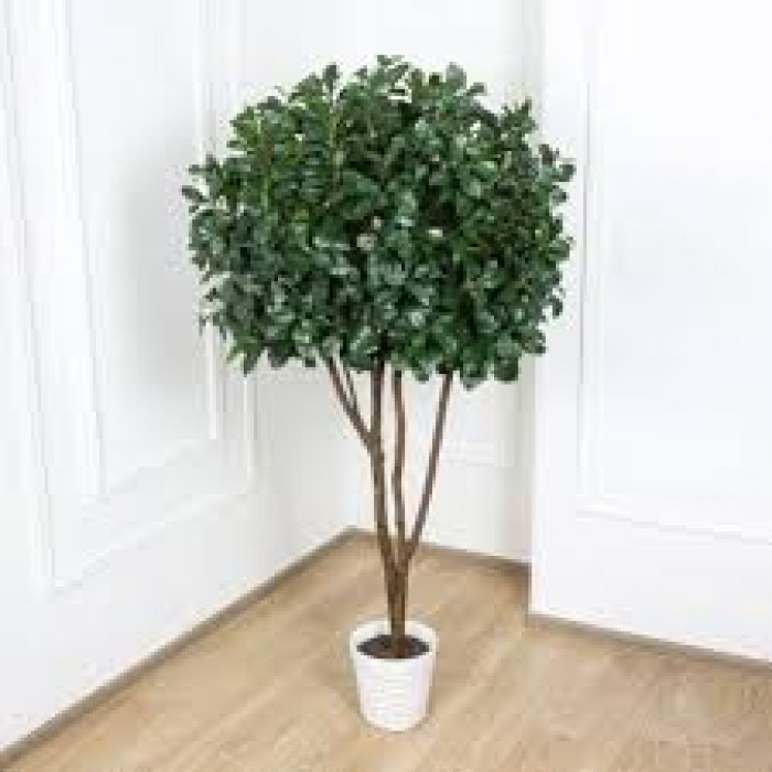 Рускус в Актобе